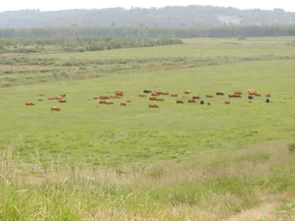 grassfed beef washington herd