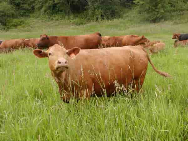 grassfed beef washington state