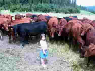 grass fed beef washington state - on the hoof