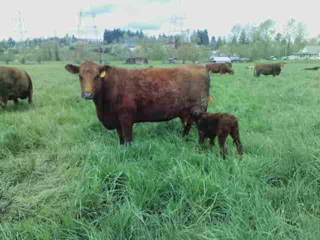 Baby grassfed cows