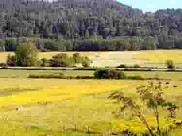 cow pasture for beef raised on grass