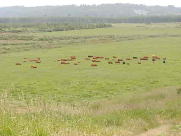 Not Organic Certified Beef seattle grassfed-beef-washington